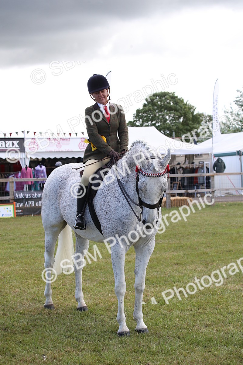 SBM_13275 - Class 95-96 - LIHS BSHA Rising Star Hack Riding Horse