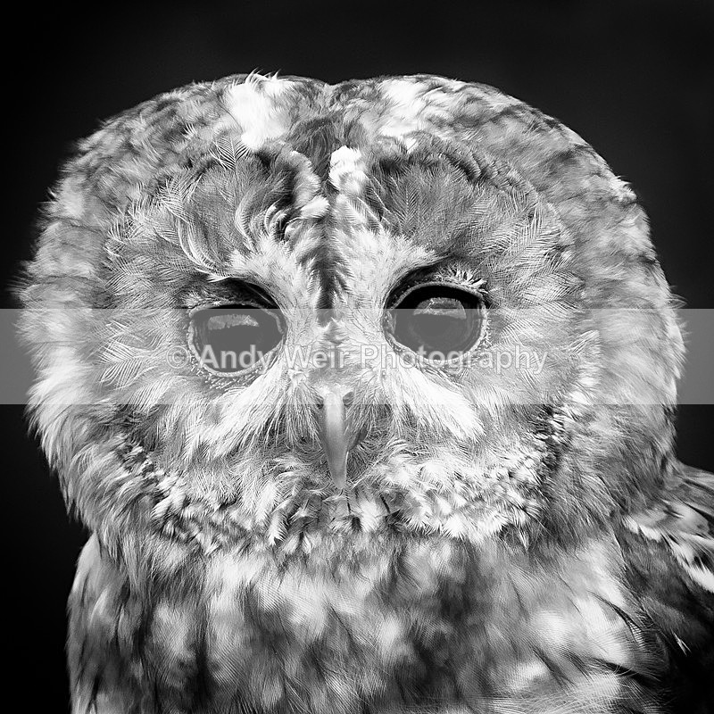 20140816-3K8A5169-3062 - Owls
