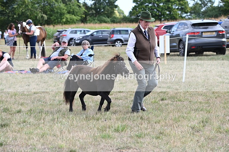 WJ6_6986 - Class 21 Shetland & Mini Horses
