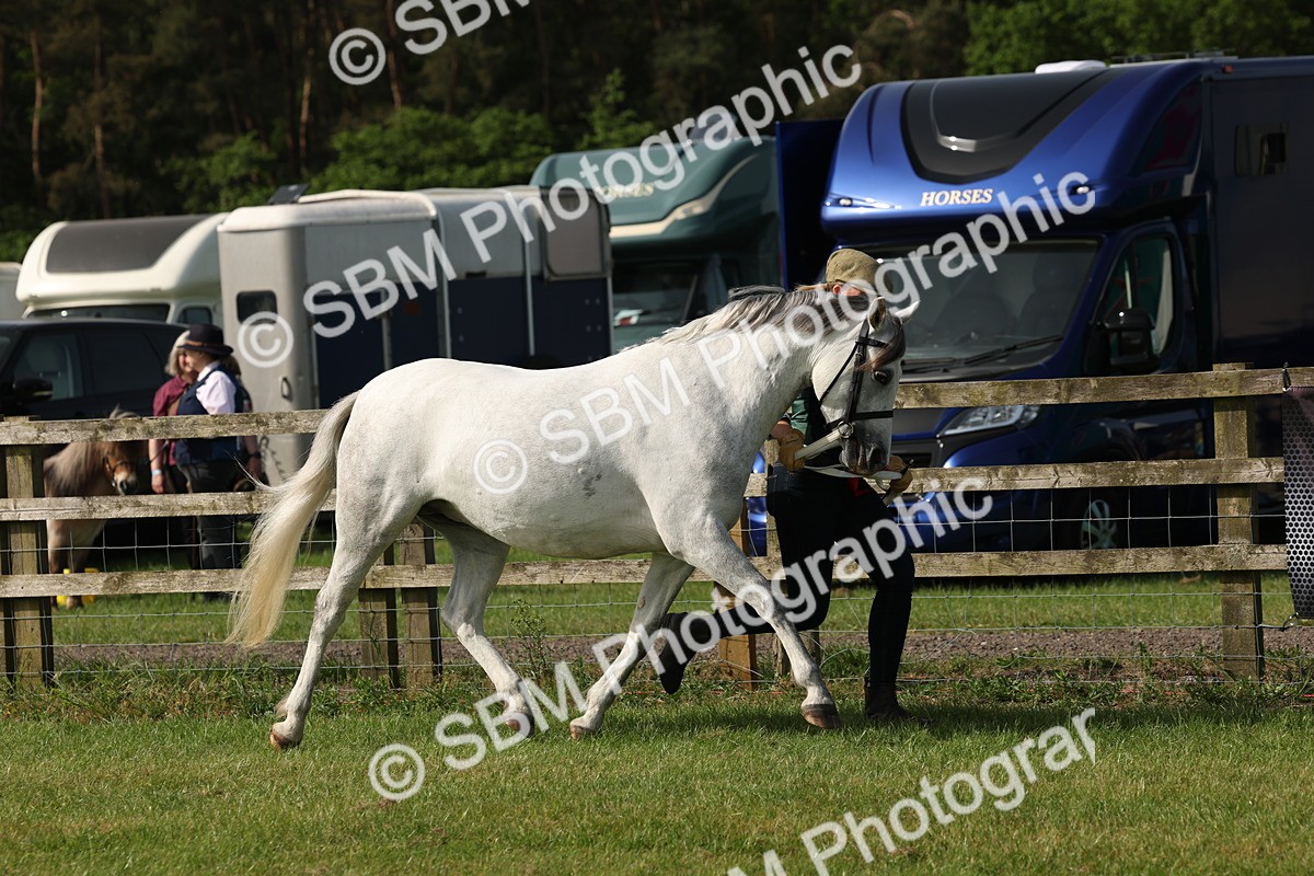 SBM_00766 - Class 6-13 - Mountatin and Moorland In Hand Welsh Breeds