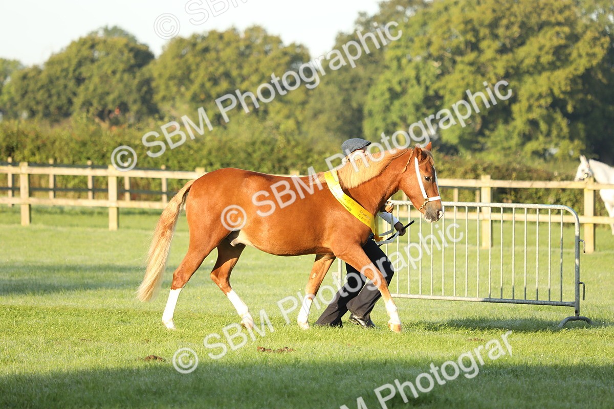 SBM_57897 - S42 - Youngstock