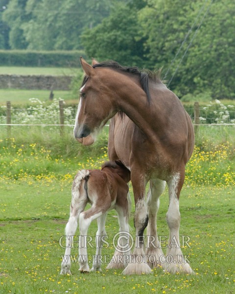 ryecroft-12 - Clydesdales 2013 Include Foals