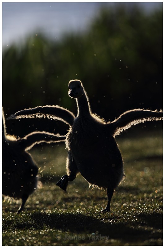 Gosling on the Run - Latest Work