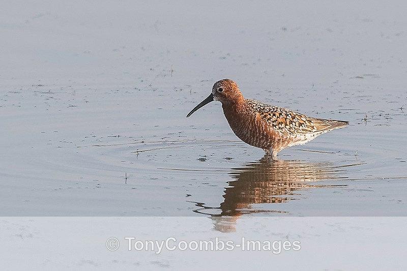 Curlew Sandpiper - Lesvos ~ Wading Birds