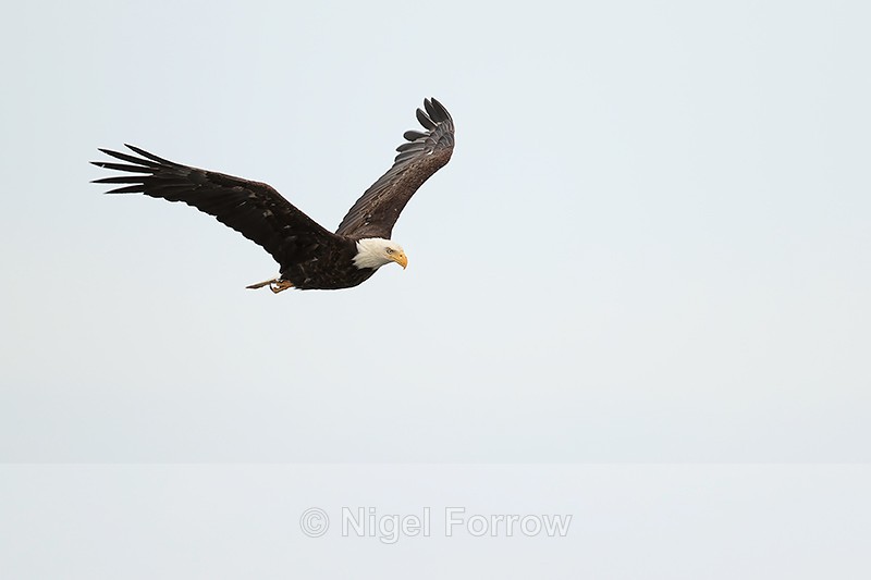 Bald Eagle flying, Lake Clark National Park, Alaska - Bald Eagle