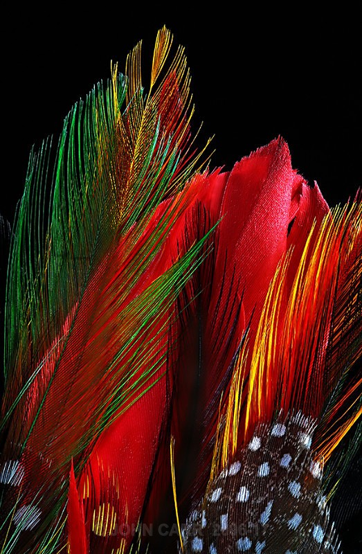 FEATHERS-1-4005 - ABSTRACT DETAIL/CLOSE UP PHOTOS