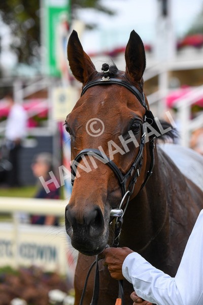 100923-Race 3-Yorkindness-0705 - Race 3 2.45pm Fine Details Vehicle Valeting Handicap