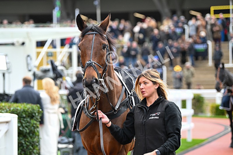 171124-Race 3-Paddock-Calico-3070 - Race 3