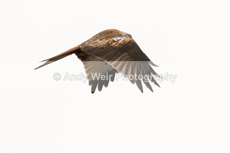 20170310-8E0A3967 - Red Kite