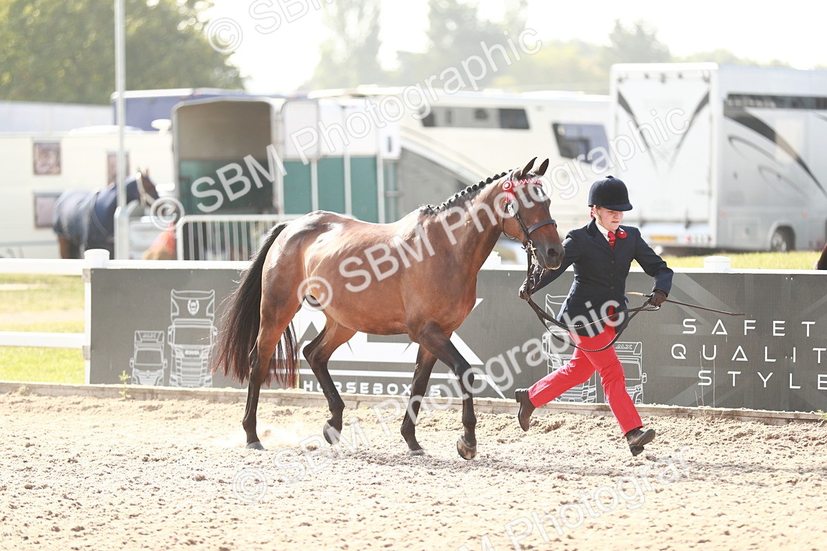 SBM_11034 - Class 205 IH Show Pony/ Show Hunter Pony