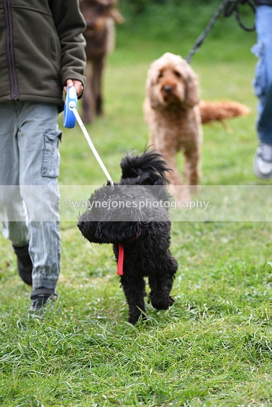 WJ5_9308 - Class 1 Best Cross Breed / Heniz 57