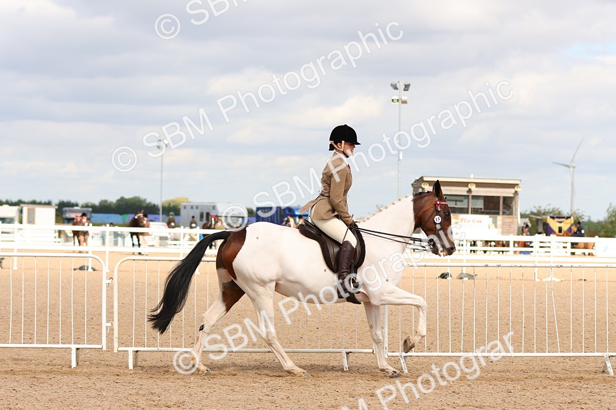 SBM_14101 - Class 213 - Ridden Hack Riding Horse
