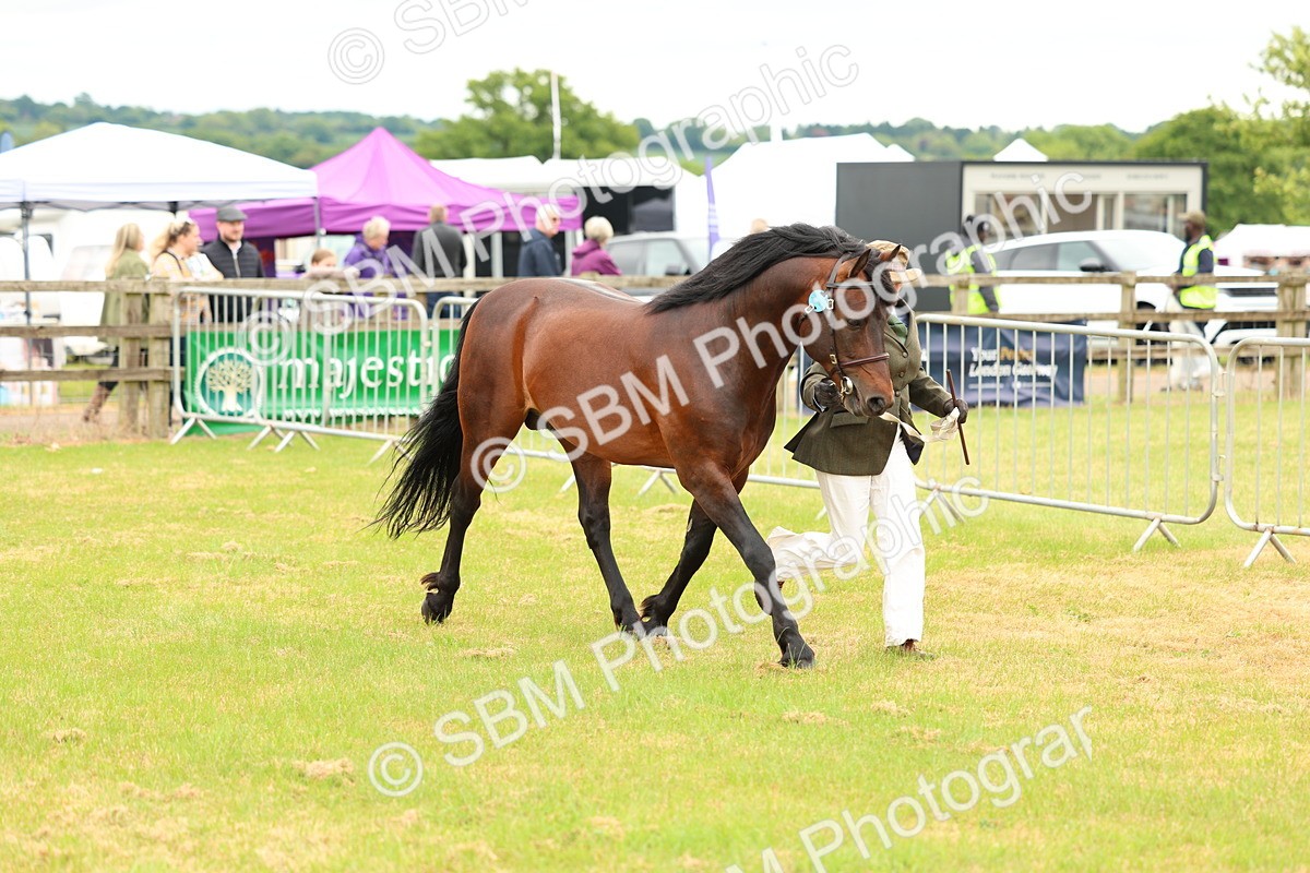 SBM_04187 - Class 64-67 - Shetland Pony In Hand