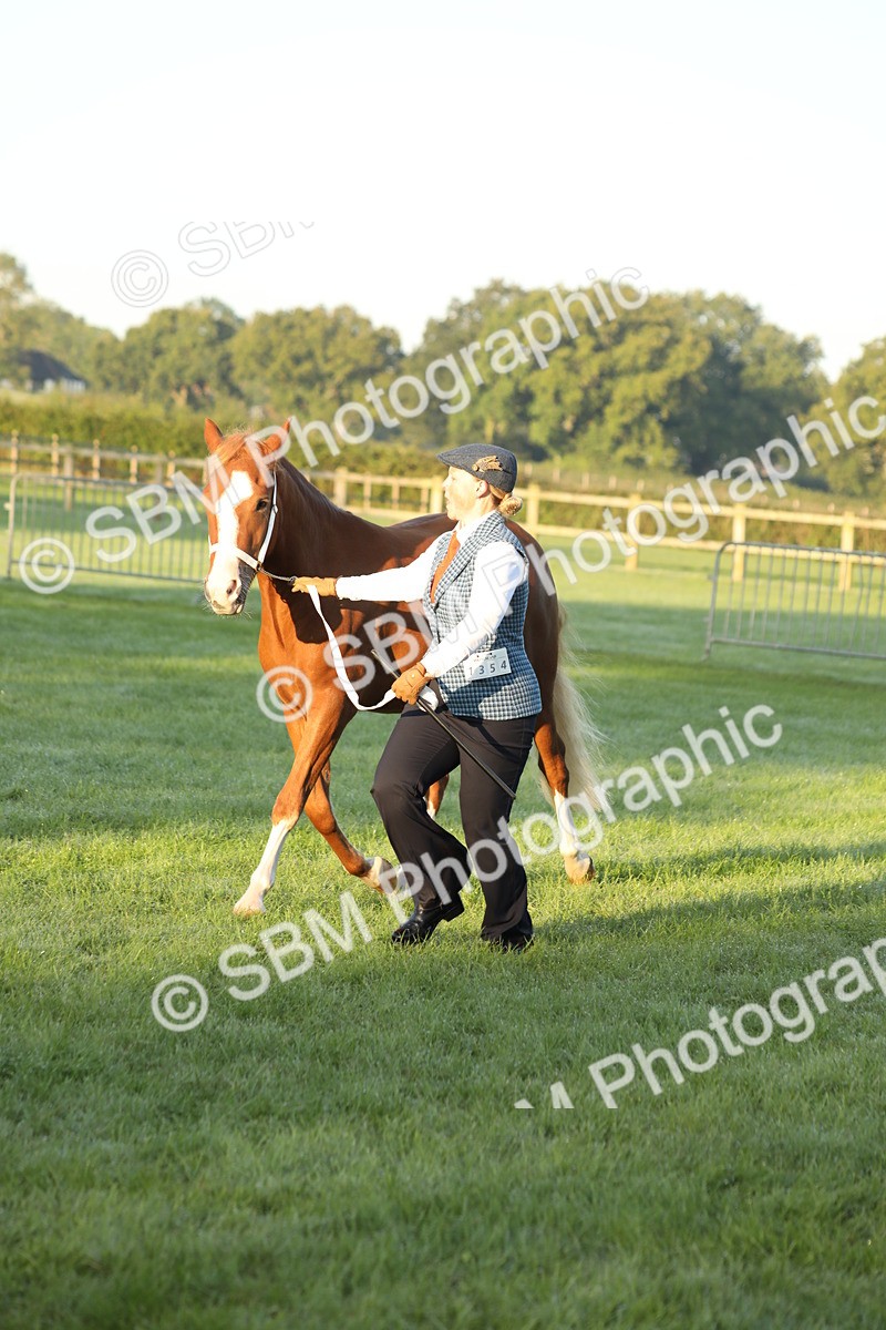 SBM_57827 - S42 - Youngstock