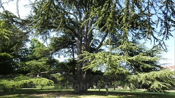 Cedar Of Lebanon, Boston Manor Park, Ealing, West London (2) - LANDSCAPES & TREES