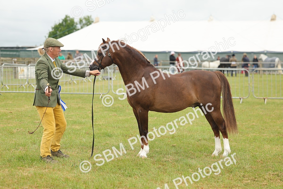 SBM_02304 - Class 50-57 - M&M Welsh Pony In Hand