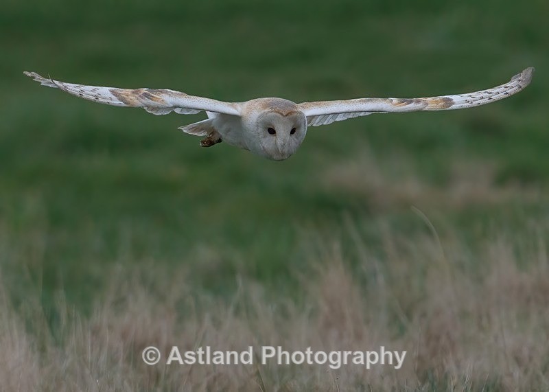 Barn Owl - Latest Images