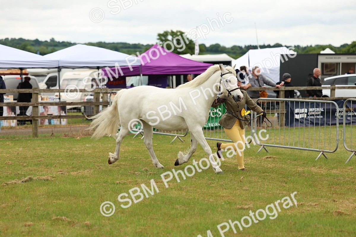 SBM_04256 - Class 64-67 - Shetland Pony In Hand