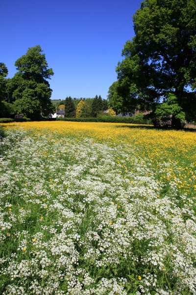 Summer Field_ S116 - Somerset landscape Photography