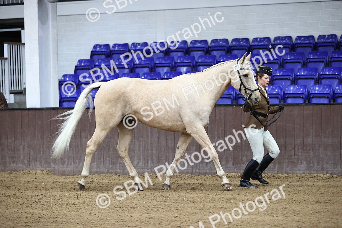 SBM_5184 - Class 39 - In Hand Gelding