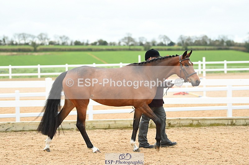 230416A-140012-04714 - Cls 46+43 In Hand Warmbloods and Foreign