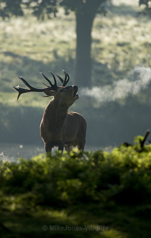 RED DEER - FAVOURITES WILDLIFE GALLERY. Selected images from the wildlife collections.