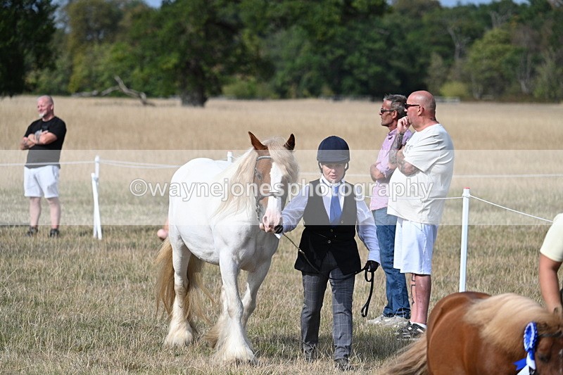 WJ7_8066 - In-hand Championship