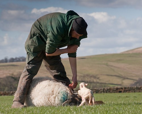 18 - The Lambing
