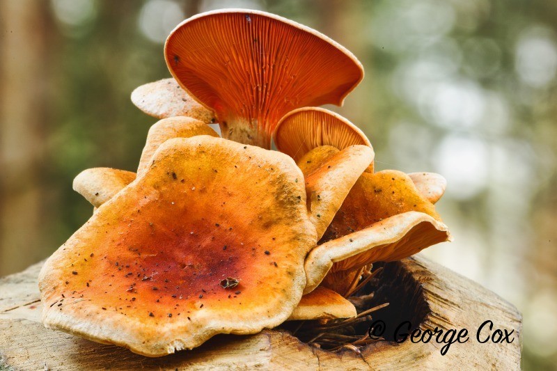 Chanterell Cantharellus cibarius