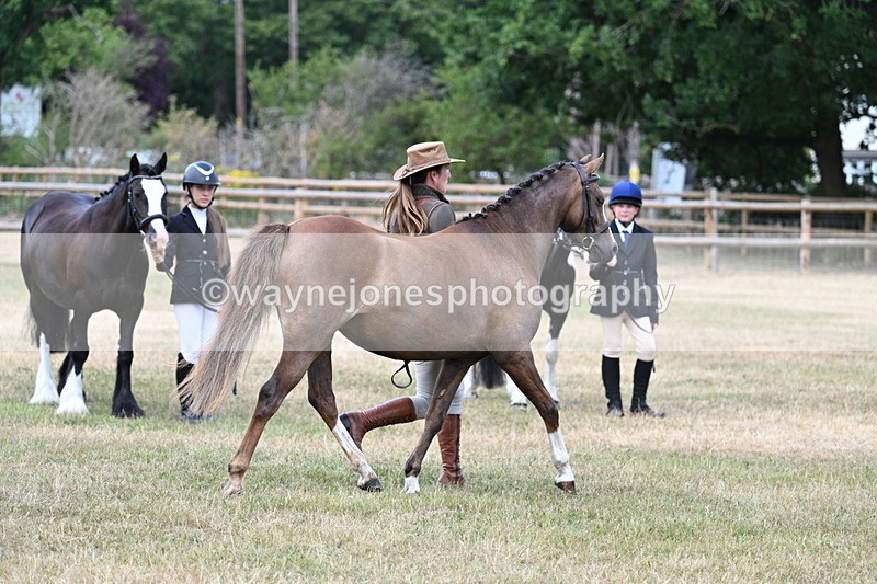 WJ7_1539 - Class 4 Prettiest Mare up to 14.2hh in hand