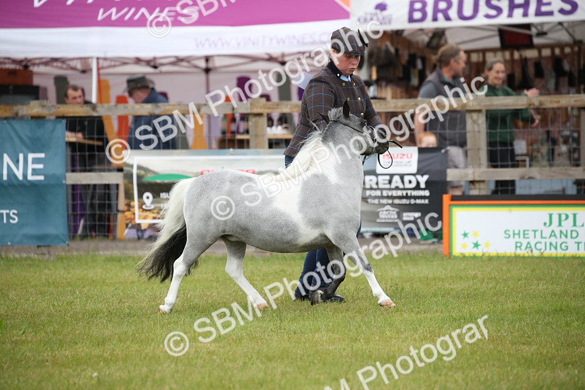 SBM_03896 - Class 23-25 - British Miniature Horse of the Year