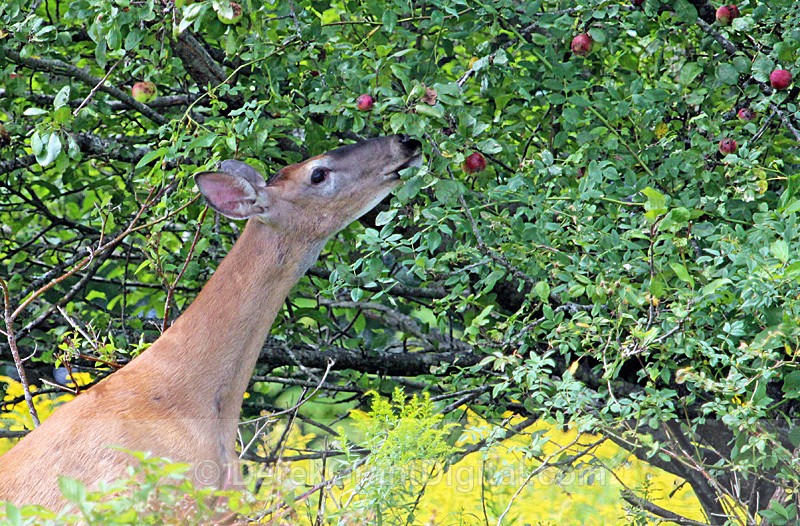 You're the Apple of my Eye - Mammals, Reptiles & Amphibians