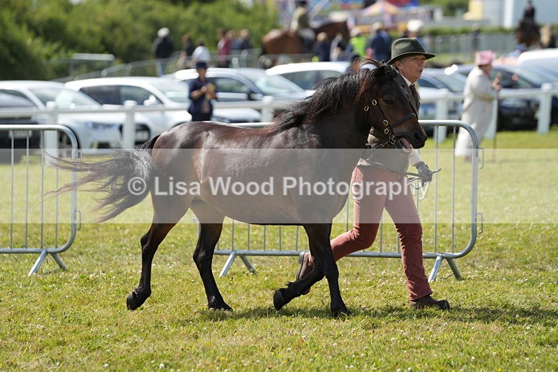DSC05487 - Class 50: NPS M&M 4 years and over Small Breeds