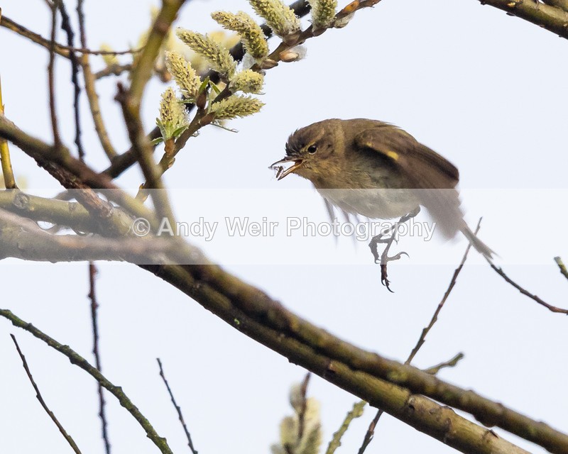 20160413-8E0A2998 - Chiffchaff