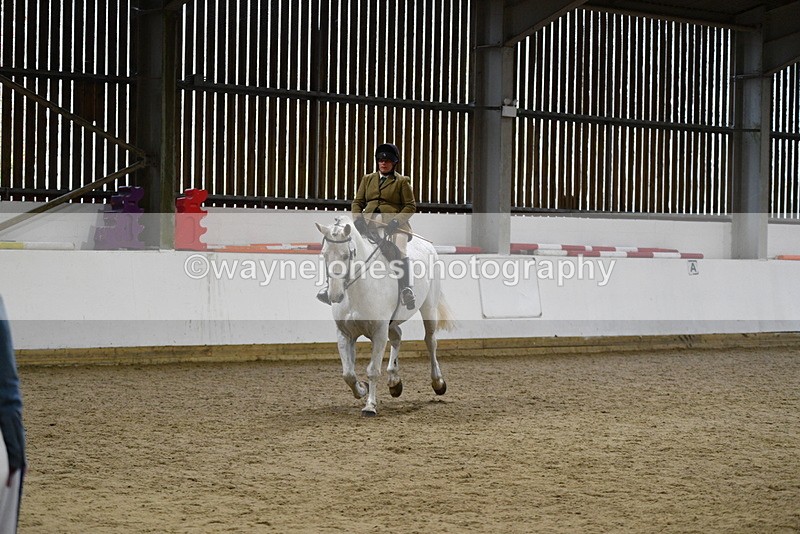 WJ5_9050 - Class 15 Ridden Show Horse