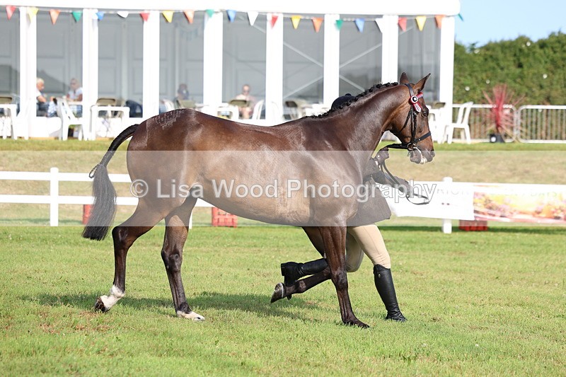 3E7A8381 - Class 2: Rising Star Large Hack/Riding Horse