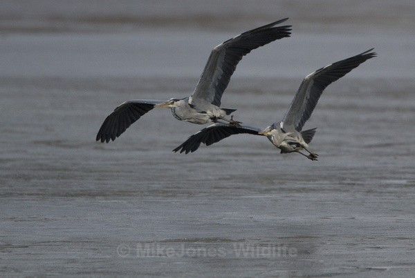 GREY HERON 9 - GREY HERONS
