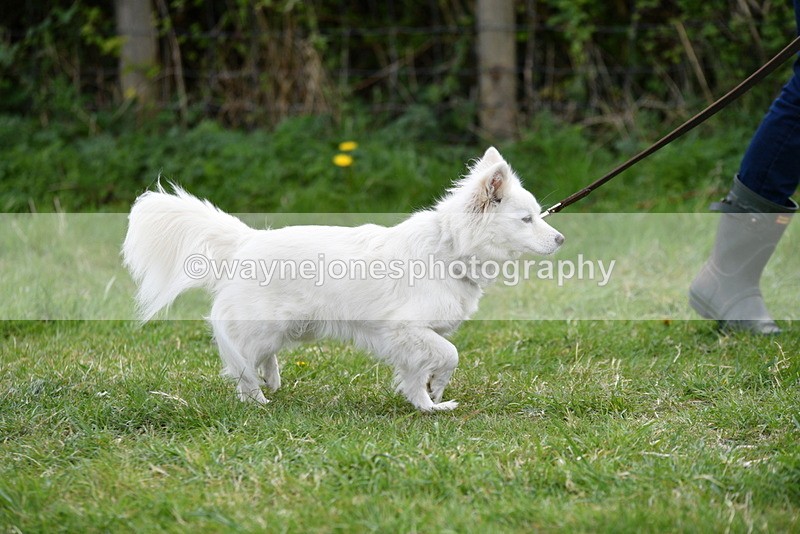 WJ5_9187 - Class 1 Best Cross Breed / Heniz 57