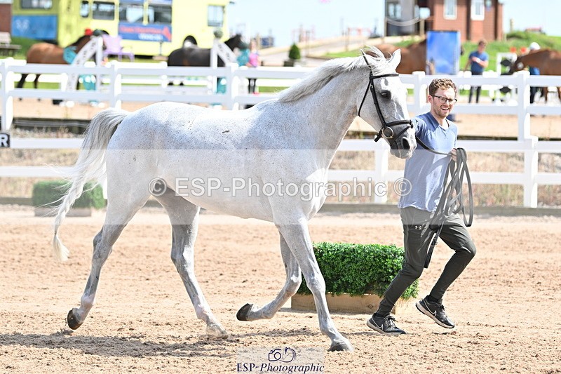 240717A-153901-02943 - Trot Up 3pm to 4pm