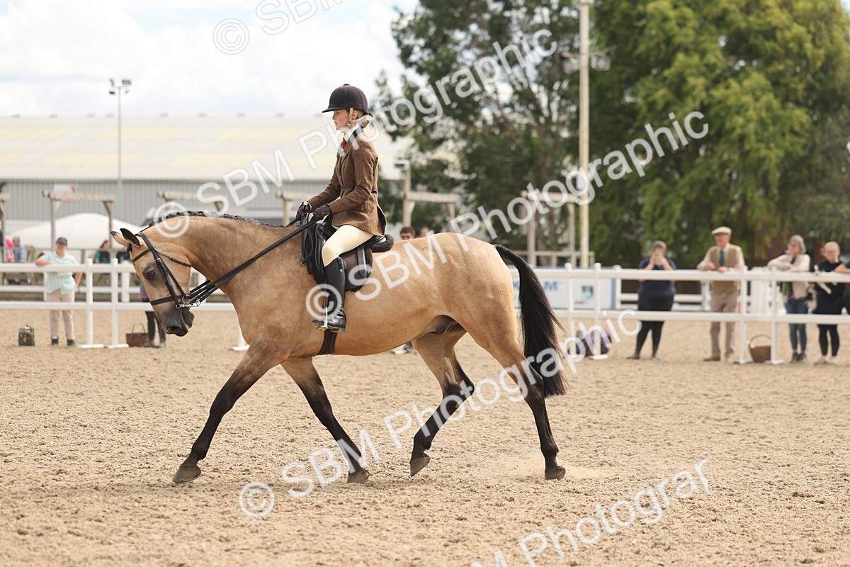 SBM_14769 - Class 308 - Ridden Coloured Horse