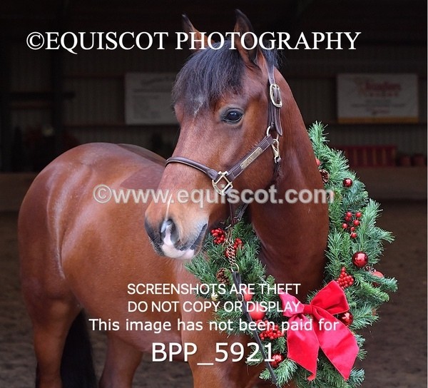 BPP_5921 - Marion West pony 3