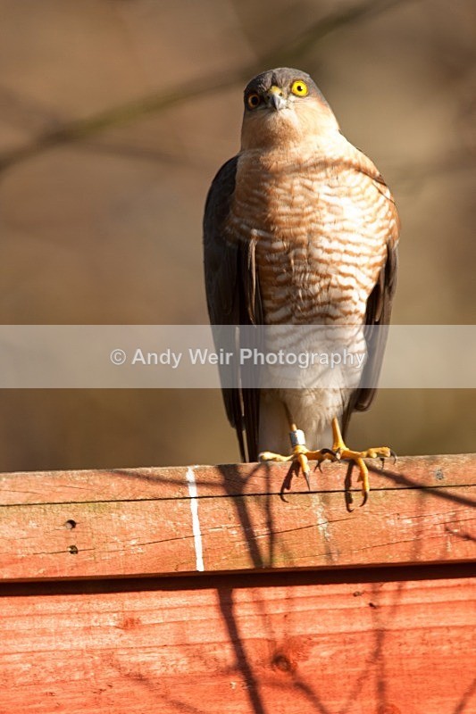 20100307- 125 - Sparrowhawk