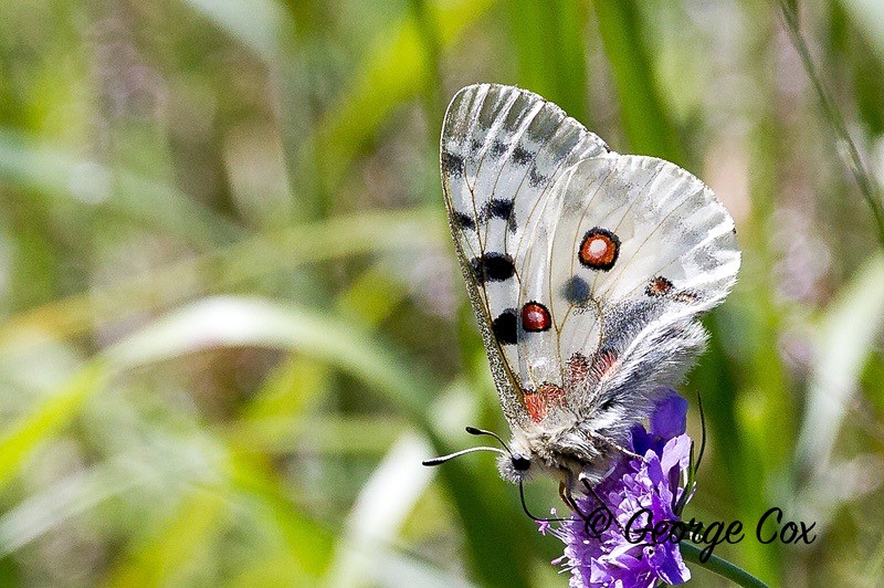 apollo pyrenees
