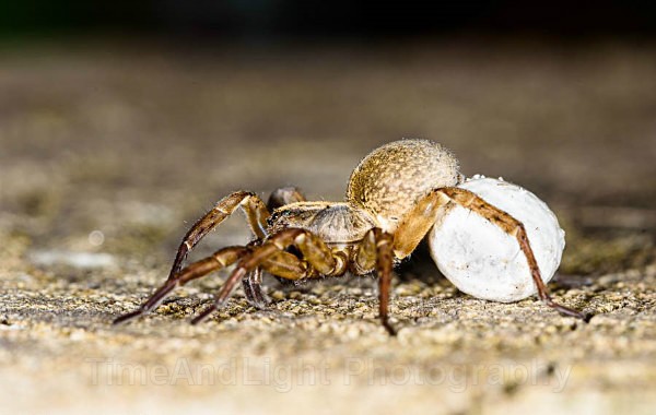 Female house spider with egg case - Spiders