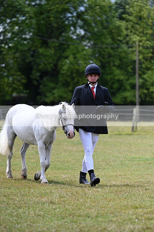 WJ7_6584 - Class 5 Handsome Gelding in hand