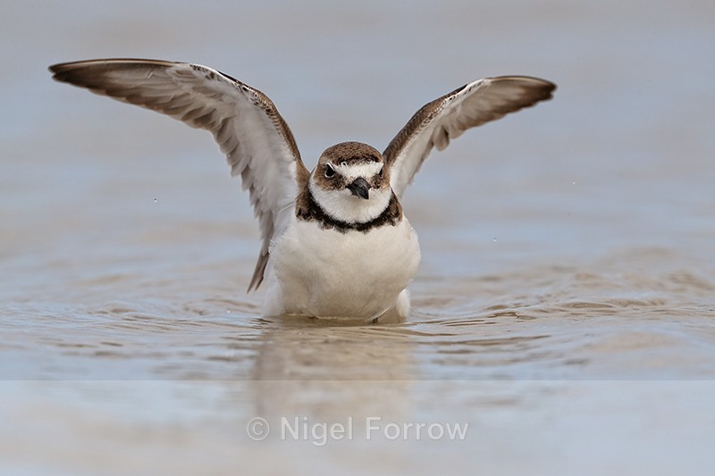 Wilson's Plover with raised wings, Fort De Soto Park, Florida - Wilson's Plover