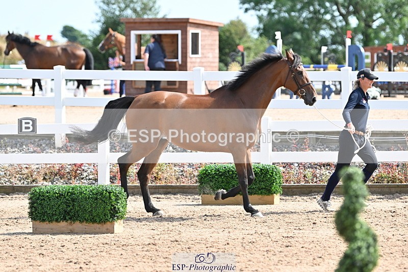 240717A-154505-03033 - Trot Up 3pm to 4pm