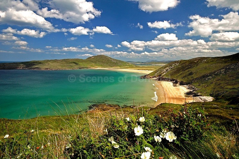 Wild Roses - Tranarossan