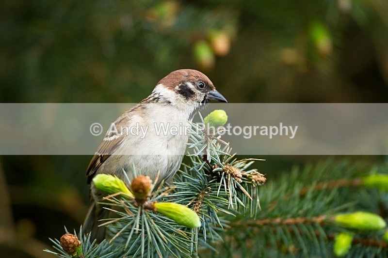 20120508-_MG_9930 - Tree Sparrow