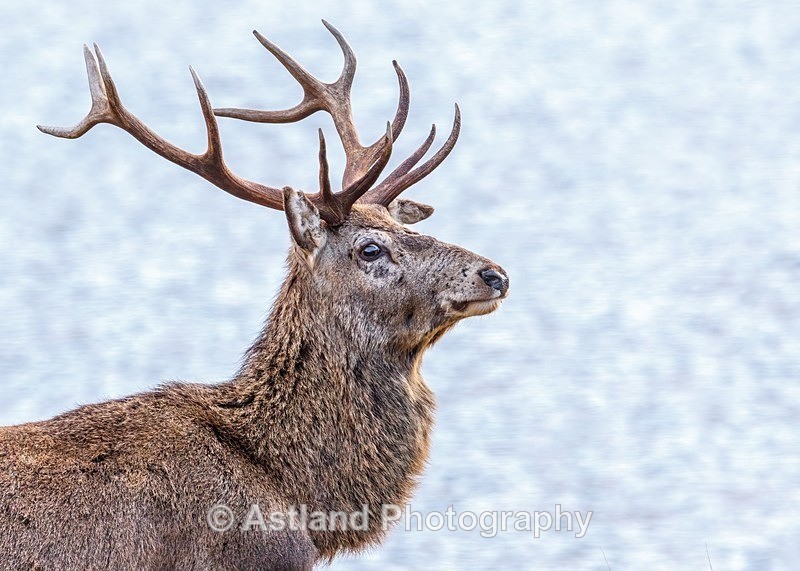 Red Deer - Latest Images